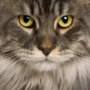 Charming Maine Coon Cat 04
