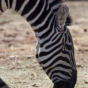 Zebra 6 A